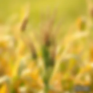 Notable Understanding Weeds: A Detailed Exploration of Three Types Notable Understanding Weeds: A Detailed Exploration of Three Types