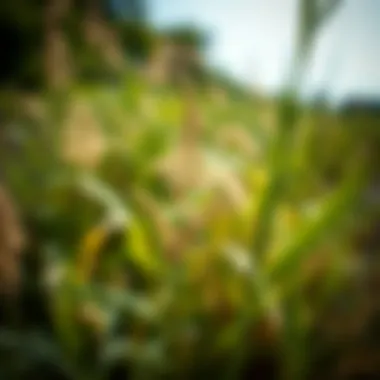 Understanding Weeds: A Detailed Exploration of Three Types Summary Understanding Weeds: A Detailed Exploration of Three Types Summary