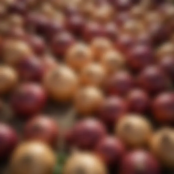 Close-up of various Western onion varieties showcasing diversity