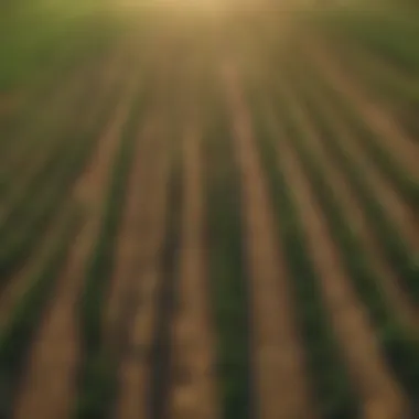 A vibrant field of Western onions basking in the sunlight