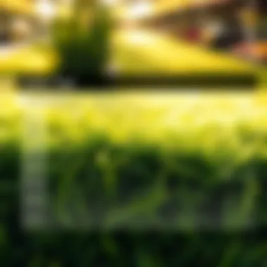 Comparison chart of various grass types including Zorro Zoysia