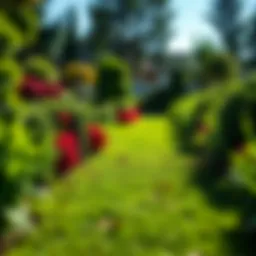 Lush Zorro Zoysia sod in a well-maintained garden