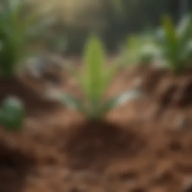 Promoting Plant Health with Clay-Rich Soil Healthy plants thriving in clay-rich soil