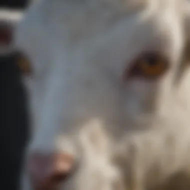 Close-up of a goat's face