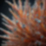 Microscopic view of MSM crystals showcasing their unique structure.
