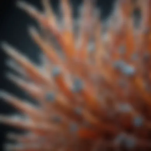 Microscopic view of MSM crystals showcasing their unique structure.