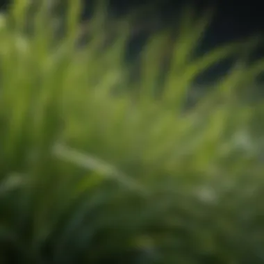 Close-up of a lush, green warm season grass blade showcasing its texture