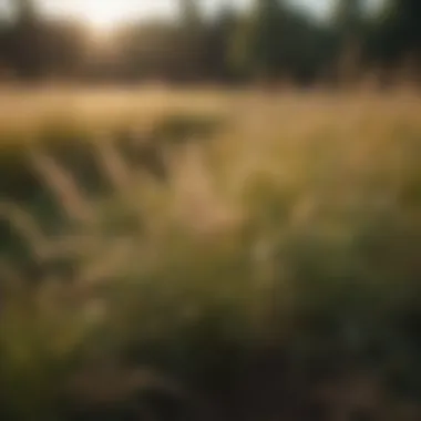 The vibrant landscape of warm season grasses in a sunlit field