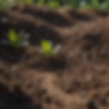 A handful of rich organic compost