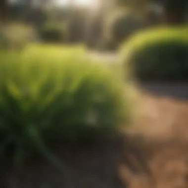 A lush lawn of Zoysia grass under sunlight